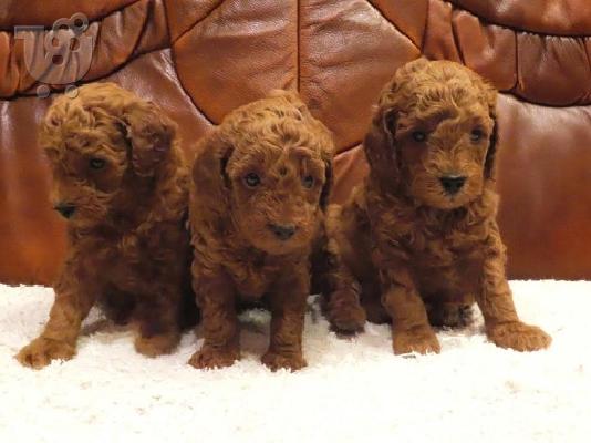 Κόκκινα POODLES premium